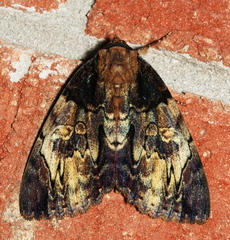 Catocala nebulosa