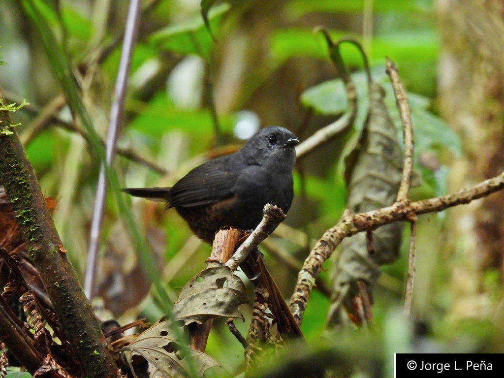 Magdalena Tapaculo photo