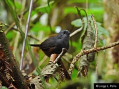 Magdalena Tapaculo photo 1