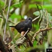 Magdalena Tapaculo - Photo (c) Jorge Luis Peña-Núñez, some rights reserved (CC BY-NC), uploaded by Jorge Luis Peña-Núñez