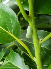 Geisha distinctissima