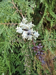 Platycladus orientalis