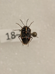 Bagrada hilaris