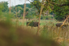 Connochaetes taurinus taurinus