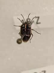Bagrada hilaris