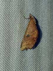Erebidae