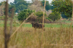 Connochaetes taurinus taurinus