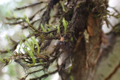 Orthotrichaceae
