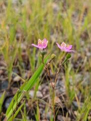 Phemeranthus rugospermus