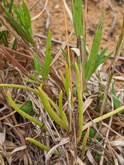 Phemeranthus rugospermus