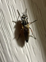 Ozodiceromyia
