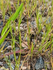 Phemeranthus rugospermus