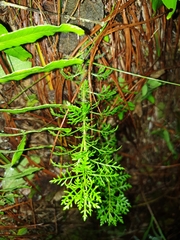 Lamourouxia multifida