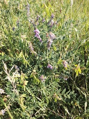 Vicia amoena