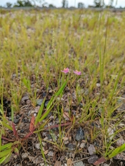 Phemeranthus rugospermus