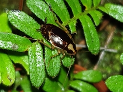 Pseudophyllodromiinae