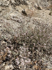 Eriogonum wrightii