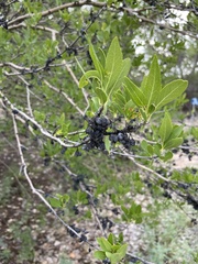 Forestiera pubescens