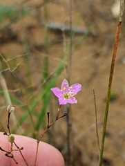 Phemeranthus rugospermus