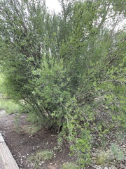 Forestiera pubescens