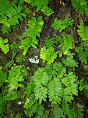 Pleopeltis alansmithii