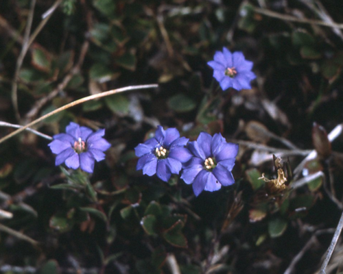 Gentiana ettingshausenii