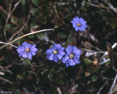 Gentiana