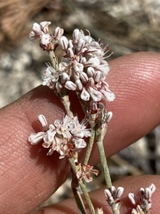 Eriogonum wrightii