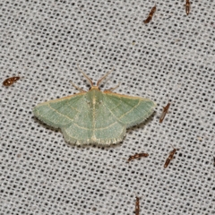 Microloxia indecretata