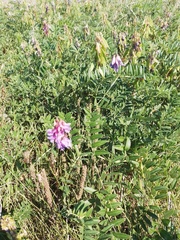 Vicia amoena
