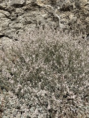Eriogonum wrightii