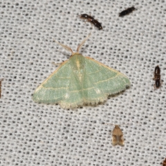 Microloxia indecretata