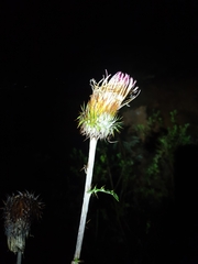 Cirsium subcoriaceum