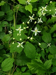 Clematis virginiana