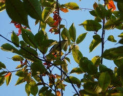 Phylloscopus trochiloides