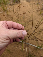 Aristida tuberculosa