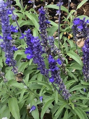 Bombus sonorus