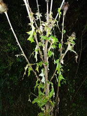 Cirsium subcoriaceum