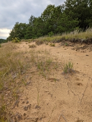 Aristida tuberculosa