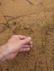 Aristida tuberculosa