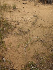 Aristida tuberculosa