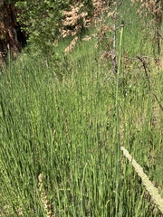 Equisetum hyemale