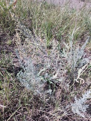 Artemisia dracunculus glauca