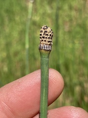 Equisetum hyemale