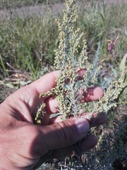 Artemisia dracunculus glauca
