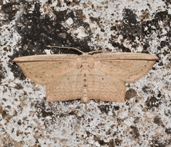 Phalacra vidhisara