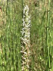 Platanthera dilatata leucostachys