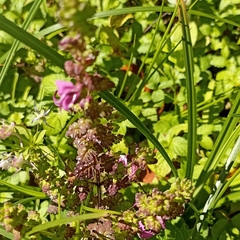 Pedicularis