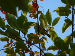 Phylloscopus trochiloides