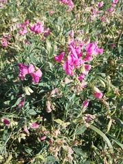 Lathyrus tuberosus